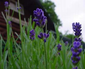 �y���쌧:�����E�юR�E�M�Z���E���P�z�a�H�̏h ����i�Ă��Ă��j