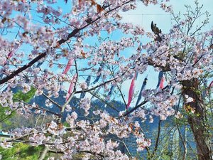 定山渓温泉街の春の風物詩「渓流鯉のぼり」