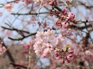 ◇築地川公園の桜◇春になると、気軽にお花見ができます。
