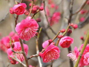 【熱海梅園】日本で最も早咲きの梅を熱海で♪開催期間：2020年1月11日（土）～2020年3月8日（日）