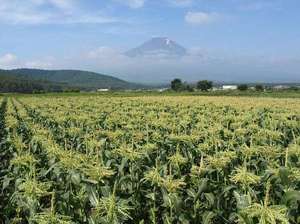 富士山ととうもろこし畑