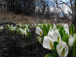 ��ƍ����{�̌��n��~�Y�o�V���E�Q���n