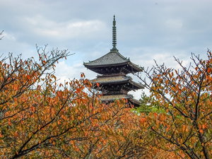 仁和寺 秋の御室桜と五重塔