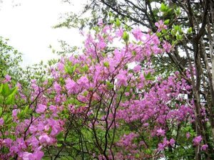 トウゴクミツバツツジ