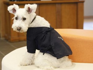 【ワンちゃん用作務衣】当館のロゴが入ったオリジナルデザインとなっております(一例)