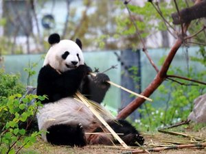 �y���ق���k����15���z�p���_���l�C�́A���{�ŌÂ̓������u��쓮�����v