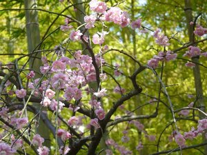 春光に抱かれて、咲き誇る「桜」の余韻(庭園)