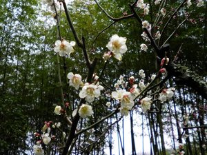 清雅なる早春、「白梅」のほほえみ(庭園) ・開花目安は1月〜2月