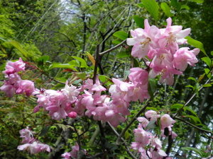 春の彩り、「花海棠」が誘う癒しの庭(庭園) ・開花目安は4月中旬〜5月上旬