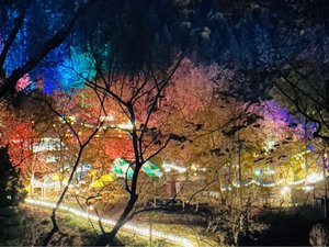 *【森のイルミネーション|一例】きらめくライトアップが幻想的な夜を彩ります
