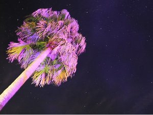 夜はヤシの木が全てイルミネーションライトアップ