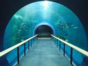 琵琶湖博物館水中トンネル2
