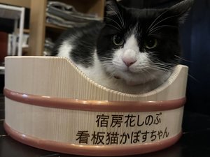 2026 会ってみたい!看板猫ランキング「第3位」