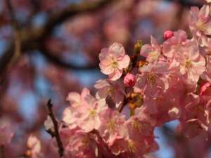 河津桜で少し早めの春を満喫※2021年の「河津桜まつり」は中止となりました。