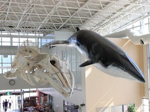 鯨賓館ミュージアム 有川港ターミナル内に位置。捕鯨と地域文化がテーマの博物館(ホテルより車約20分)