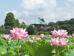 【不忍池】上野恩賜公園内の南西側に広がる天然池。夏には蓮が見頃を迎えます。「写真提供:台東区」