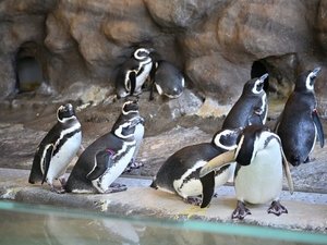 【当館から電車で25分】ペンギン、イルカやアシカのショーが人気、家族連れにおすすめ「しながわ水族館」