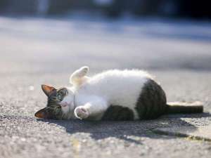 当館の気まぐれ招き猫「ミー」