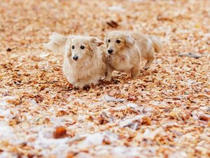 DOG PARK