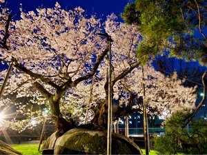 【当館から徒歩約25分】巨大な花崗岩を割って立つ樹齢400年の桜「石割桜」