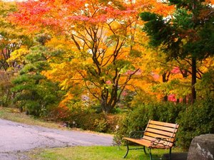 【庭の紅葉】ヤマモミジとオオモミジ、イロハカエデのコントラスト
