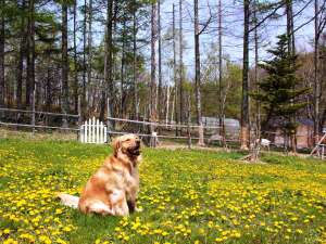 �y���쌧:���ȁE�����΁E�ԎR�E���_�΁E�P�ؕ��z���������Ɣ��܂��h  ������y��