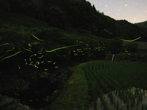 小塩(ほたる)