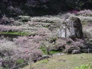 土佐山・嫁石の梅まつり(2019年は2/16〜3/10まで)