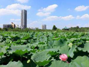 不忍池(上野恩賜公園)