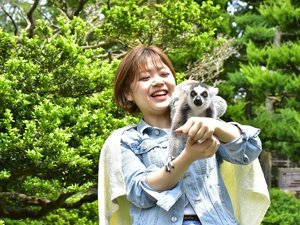 �ɓ��V���{�e����������