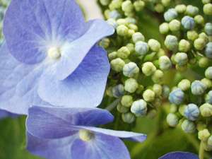 1�N��ʂ��ĉԂɕ�܂��n��B���c�s���ł͂U�������ς��u���z�Ԃ܂�v���J�Â����B