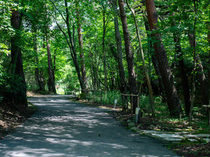 森林に囲まれた久織亭の道