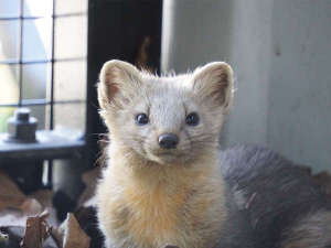 【旭山動物園】エゾクロテン