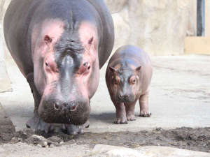 【旭山動物園】カバ親子