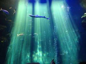 京都水族館