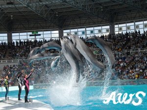 アドベンチャーのイルカショー♪