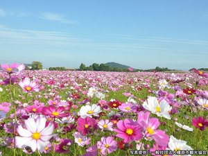 �y�����{�Ձz�R�X���X�i�����F10����{�`10�����{�j�ʐ^�񋟁F��ʎВc�@�l�����s�ό�����