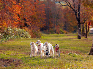 DogXgEyV񂾂ӂ̎{ݎʐ^1