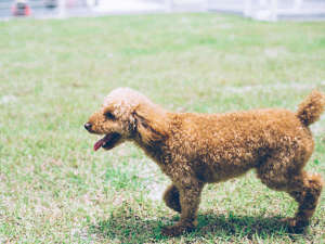 �y�h�b�O�����z�v���C�x�[�g���̂���h���q��p�̃h�b�O����