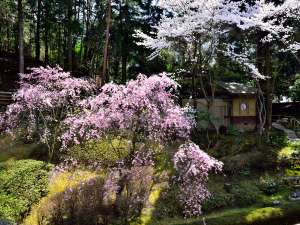 ■庭園■ 〜春の桜〜