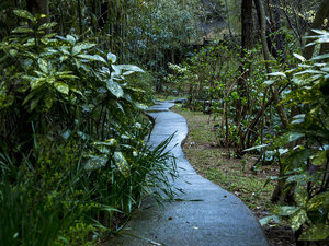 【雨の日の風景】ビオトープの川が流れる敷地内には素朴な草花が茂る