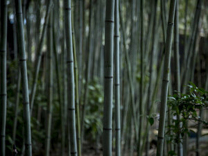 【雨の日の風景】竹林に覆われた広大な敷地に客室はわずか6棟