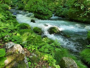 ◆奥入瀬渓流(十和田市)