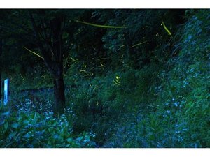 川沿いの遊歩道を歩きながらホタルを観ることができる、「ホタルの小川」★