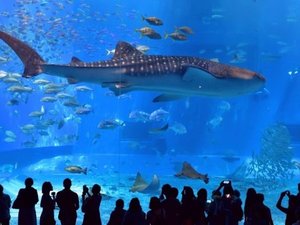 美ら海水族館