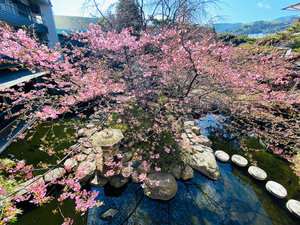当館中庭の河津桜