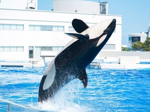 神戸須磨シーワールド_オルカスタディアム