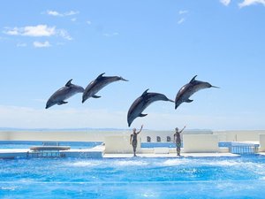 神戸須磨シーワールド_ドルフィンスタジアム