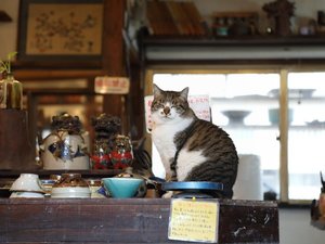 �₿�ނ�ʂ�i�k��10���j