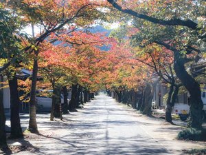 秋の朝は、ひんやりとして気持ちが良いですよ!朝食前後にお散歩されるお客さまも多数おられます。
